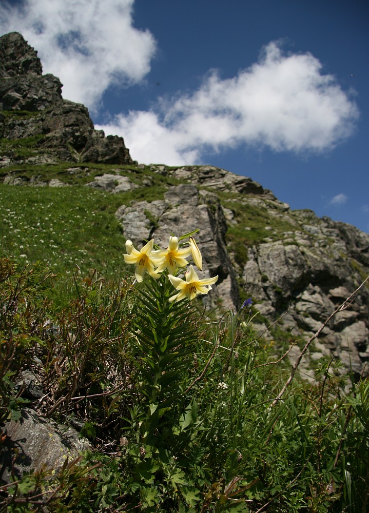 Image of Lilium kesselringianum specimen.