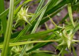 Carex grayi. Соплодия. Германия, г. Krefeld, Ботанический сад. 10.06.2013.