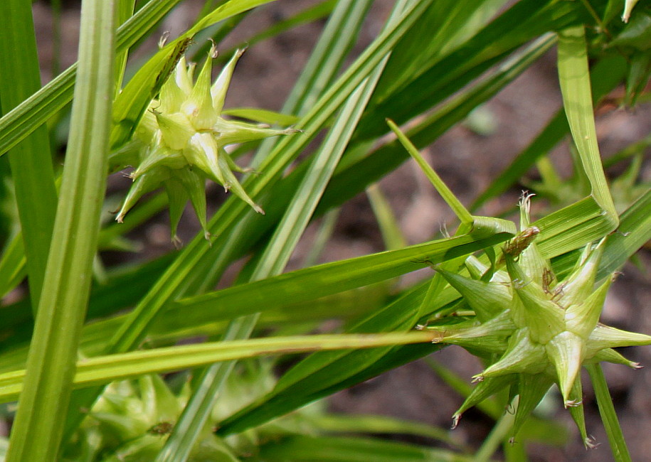 Image of Carex grayi specimen.