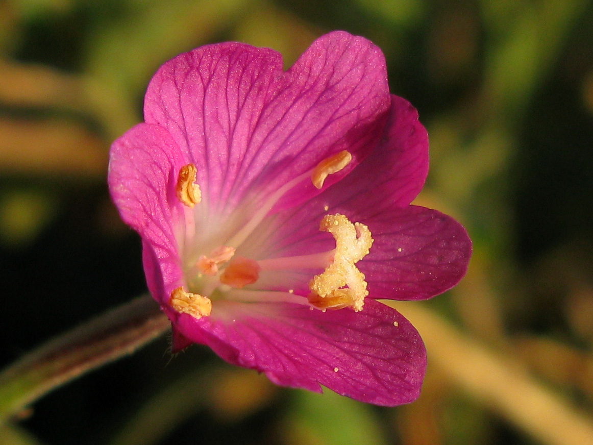 Изображение особи Epilobium villosum.