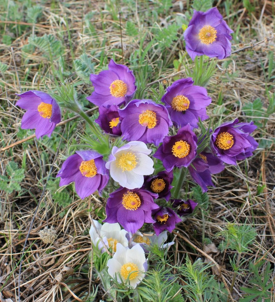 Image of Pulsatilla multifida specimen.