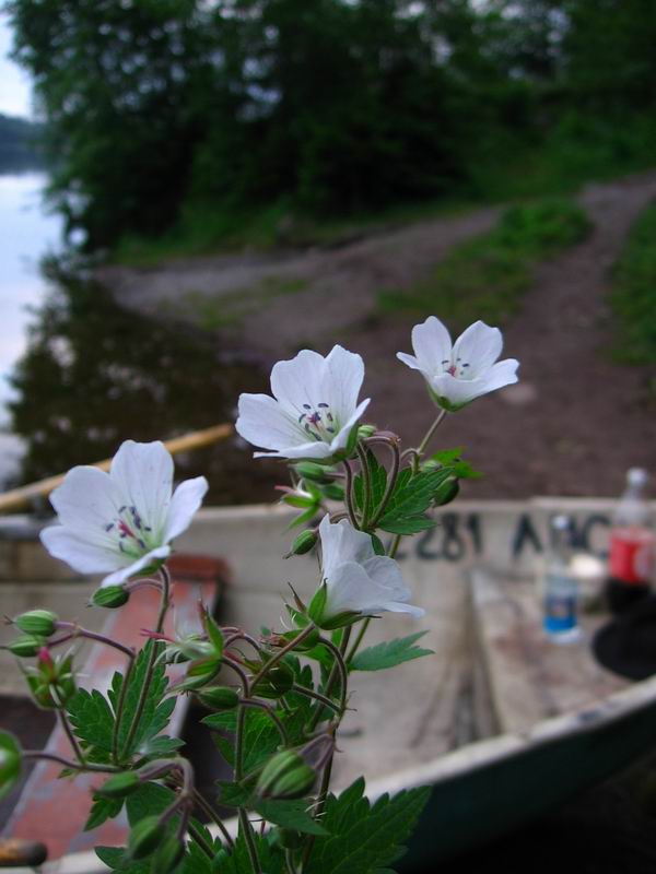 Изображение особи Geranium sylvaticum.