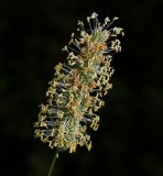 Phleum pratense. Соцветие. Московская обл., Раменский р-н, окр. ж.-д. платформы Хрипань, окраина поля. 28.06.2013.