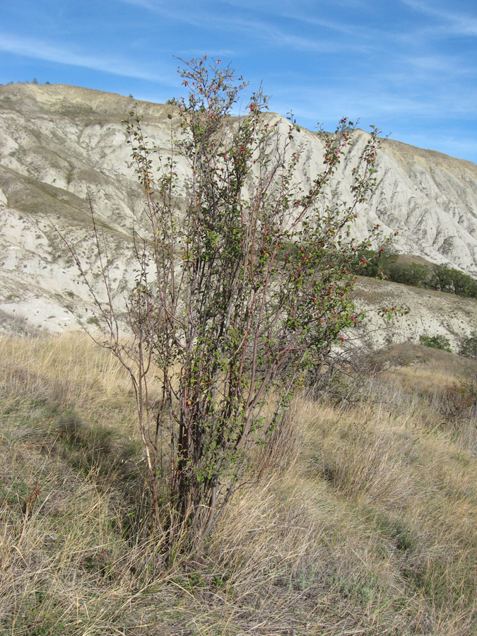 Изображение особи Cotoneaster tauricus.