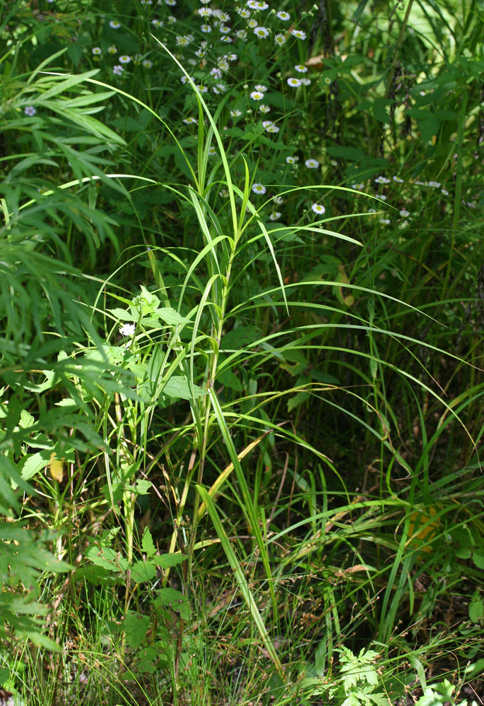 Image of Carex drymophila specimen.