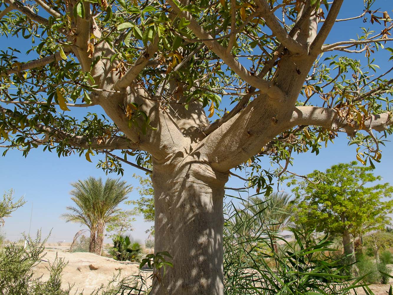 Image of Adansonia digitata specimen.