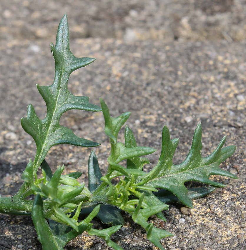 Изображение особи Solanum triflorum.