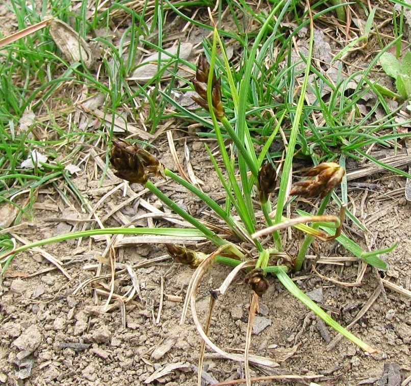 Image of genus Carex specimen.