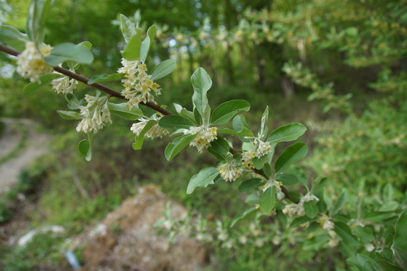 Image of Elaeagnus umbellata specimen.