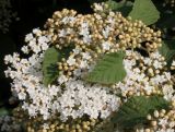 genus Viburnum. Соцветие и листья. Германия, г. Дюссельдорф, Ботанический сад университета. 04.05.2014.