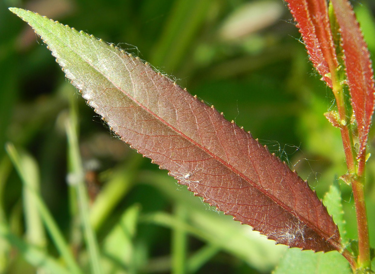 Image of genus Salix specimen.