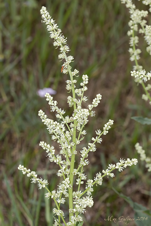 Image of Beta trigyna specimen.