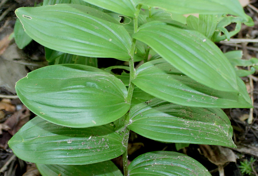 Image of Polygonatum humile specimen.