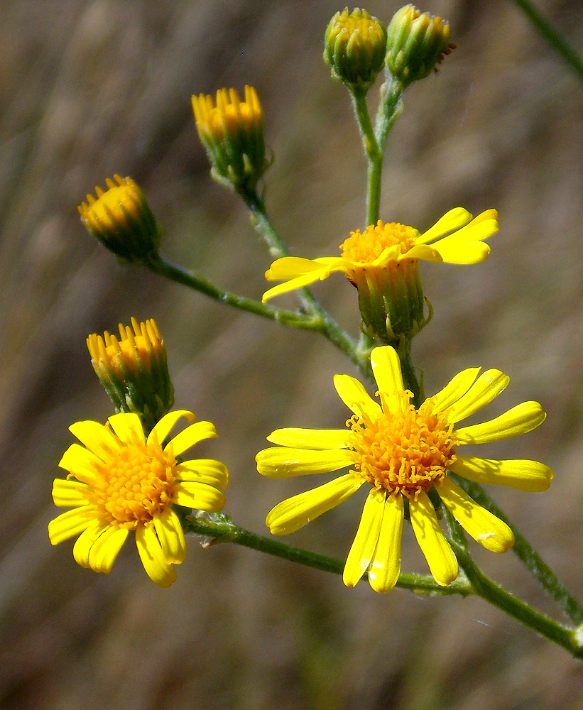 Image of Senecio grandidentatus specimen.