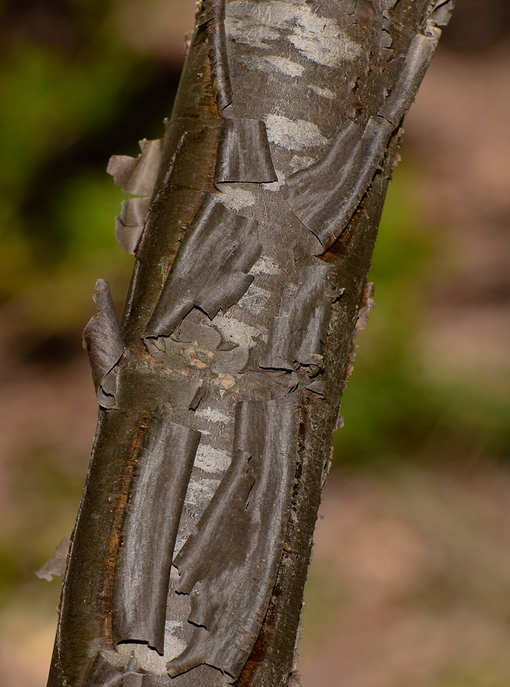 Image of Heteromorpha arborescens specimen.