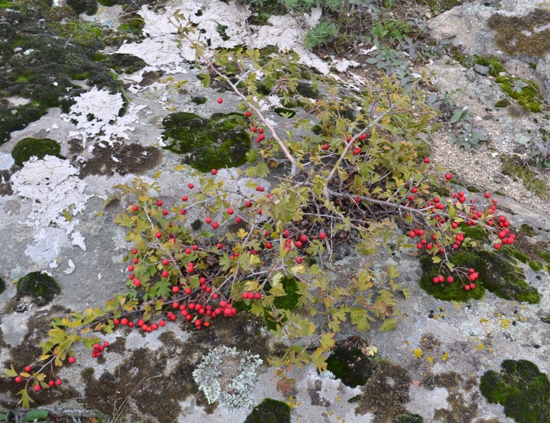 Image of genus Crataegus specimen.