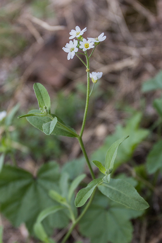 Image of Berteroa obliqua specimen.