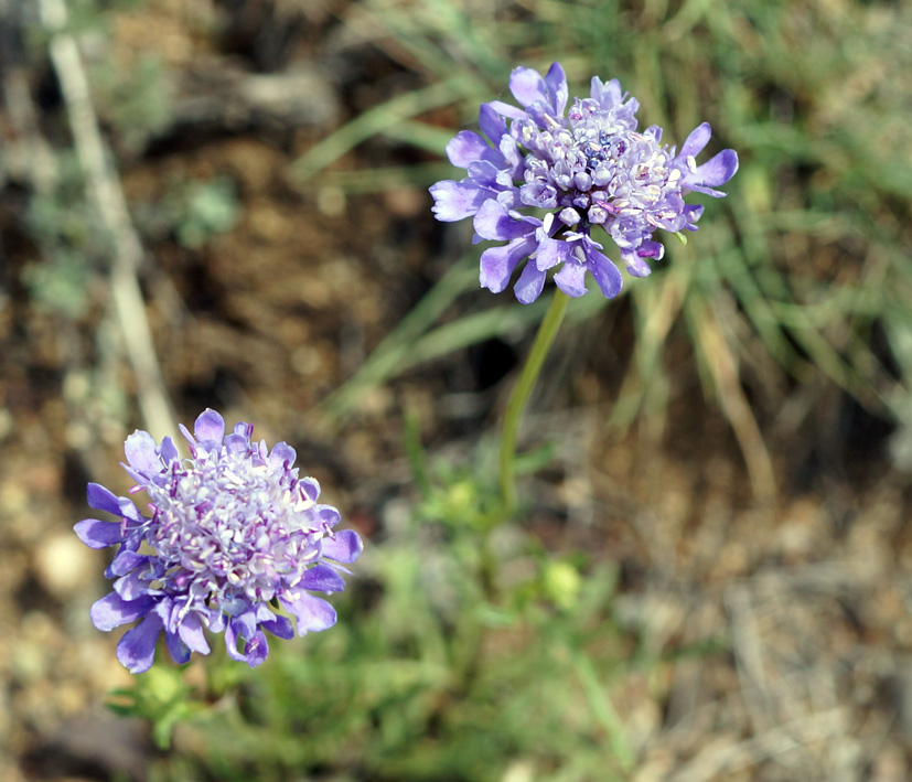 Изображение особи Scabiosa comosa.