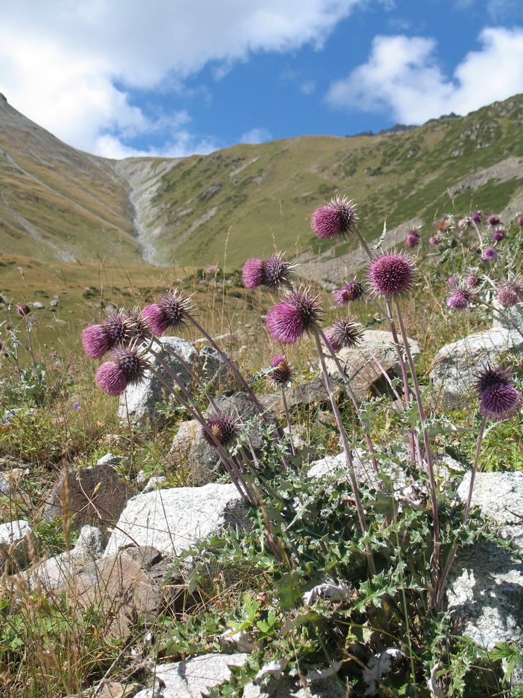 Image of Alfredia nivea specimen.