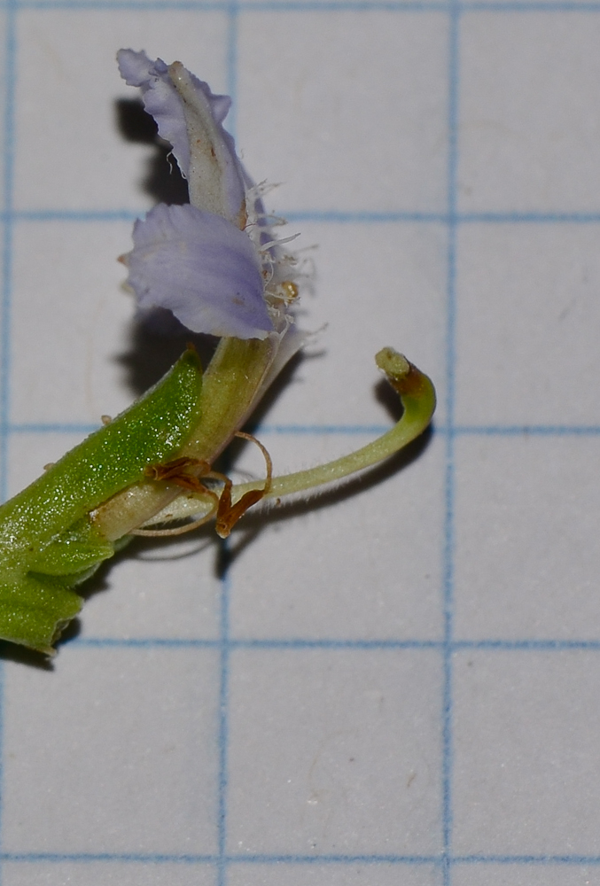 Image of Scaevola crassifolia specimen.