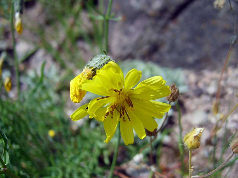 Изображение особи Youngia tenuifolia.