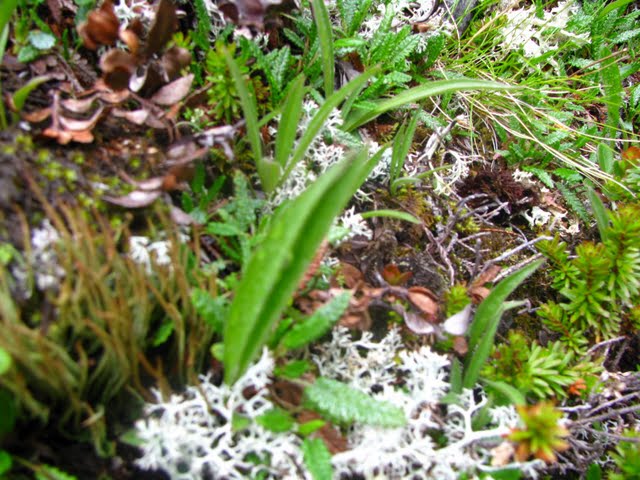 Image of Arnica fennoscandica specimen.