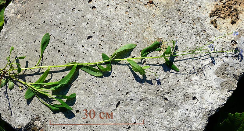 Image of Myosotis sylvatica specimen.