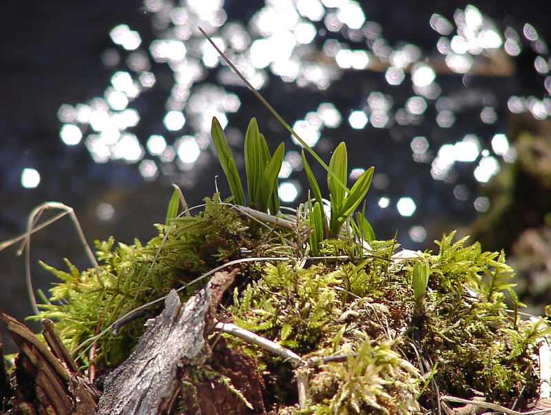 Image of Allium ochotense specimen.