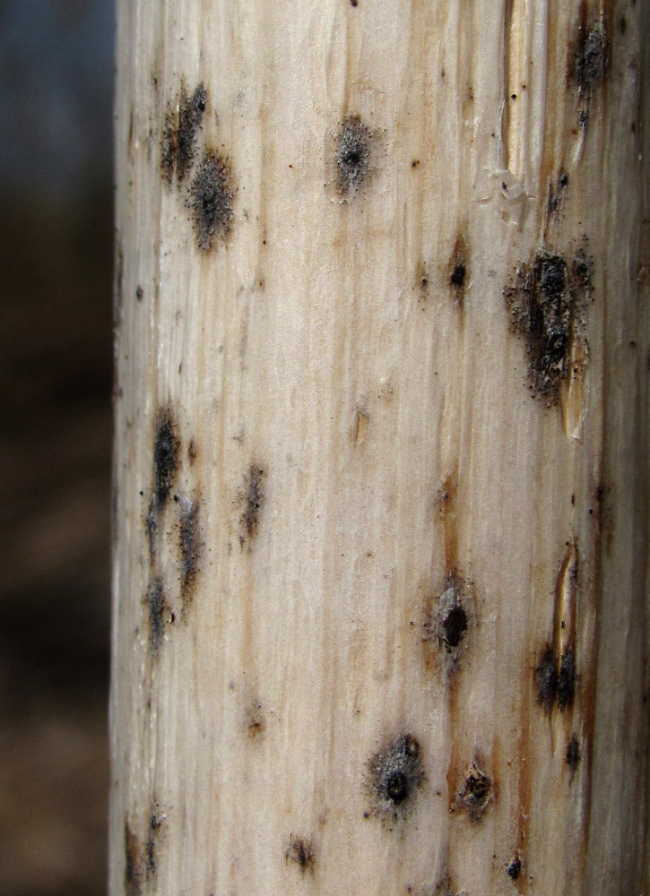 Image of Angelica sylvestris specimen.