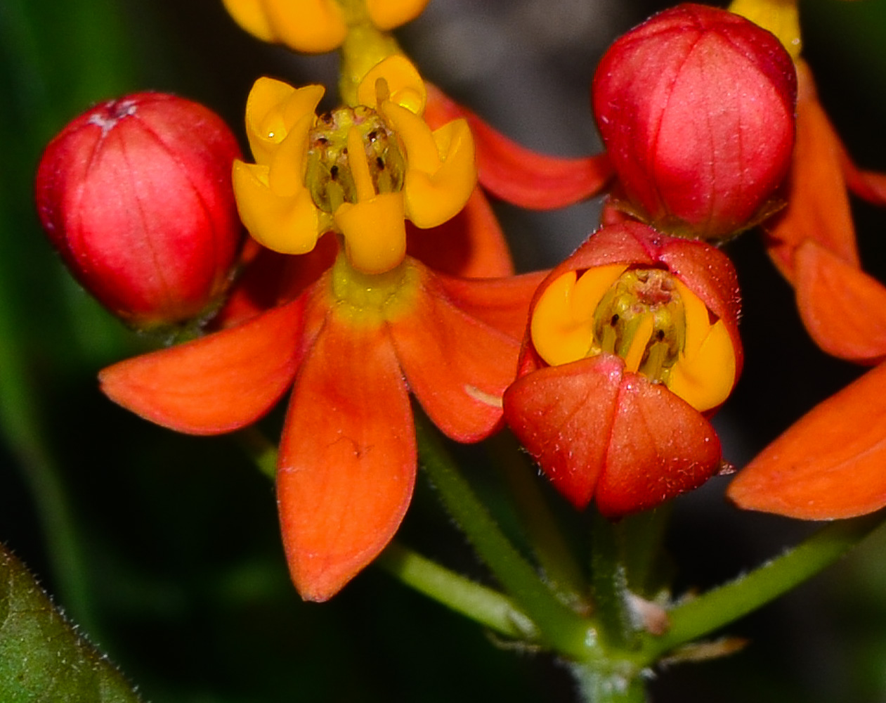 Image of Asclepias curassavica specimen.