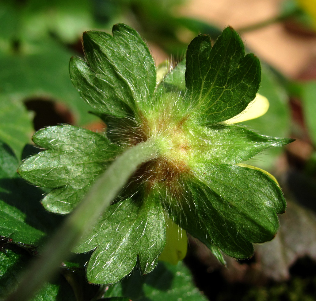 Image of Duchesnea indica specimen.