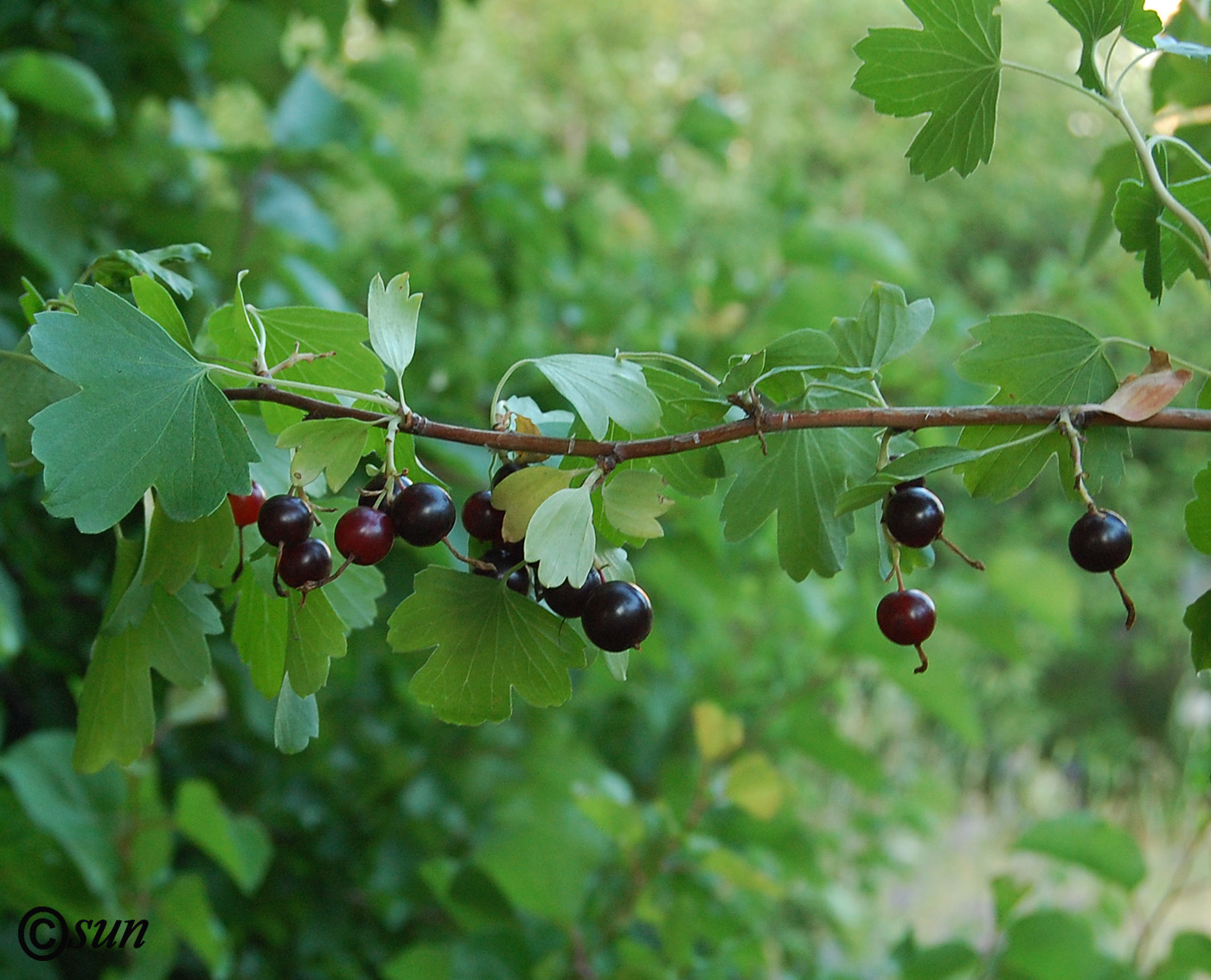 Image of Ribes aureum specimen.