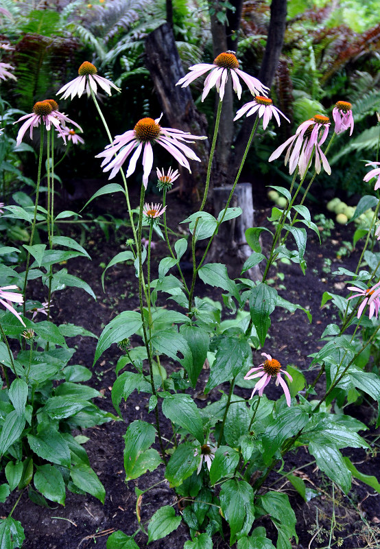 Image of Echinacea purpurea specimen.