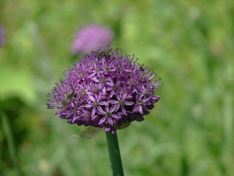 Image of Allium suworowii specimen.