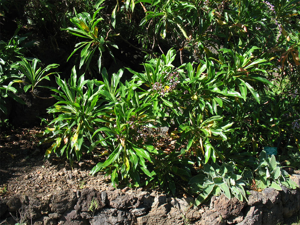 Изображение особи Limonium dendroides.