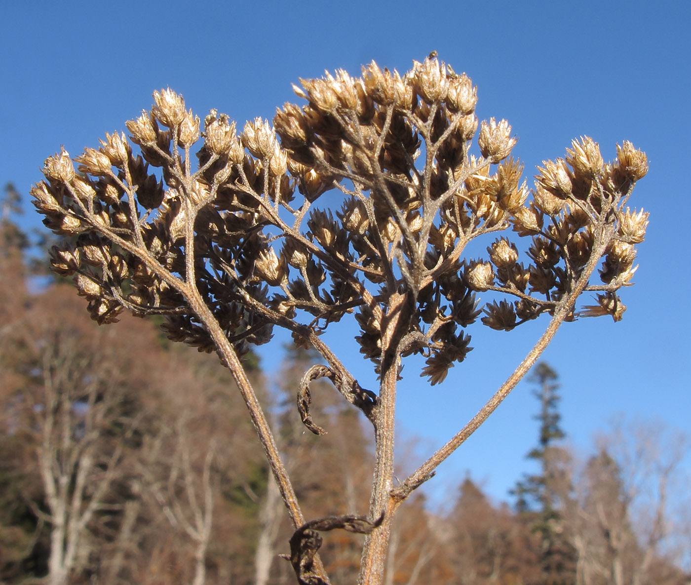 Image of Achillea millefolium specimen.