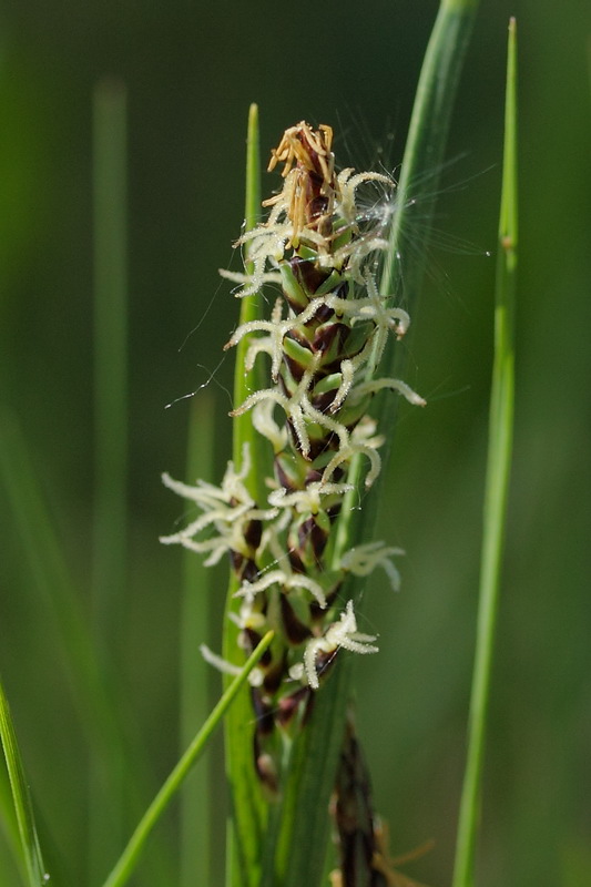 Image of Carex panicea specimen.