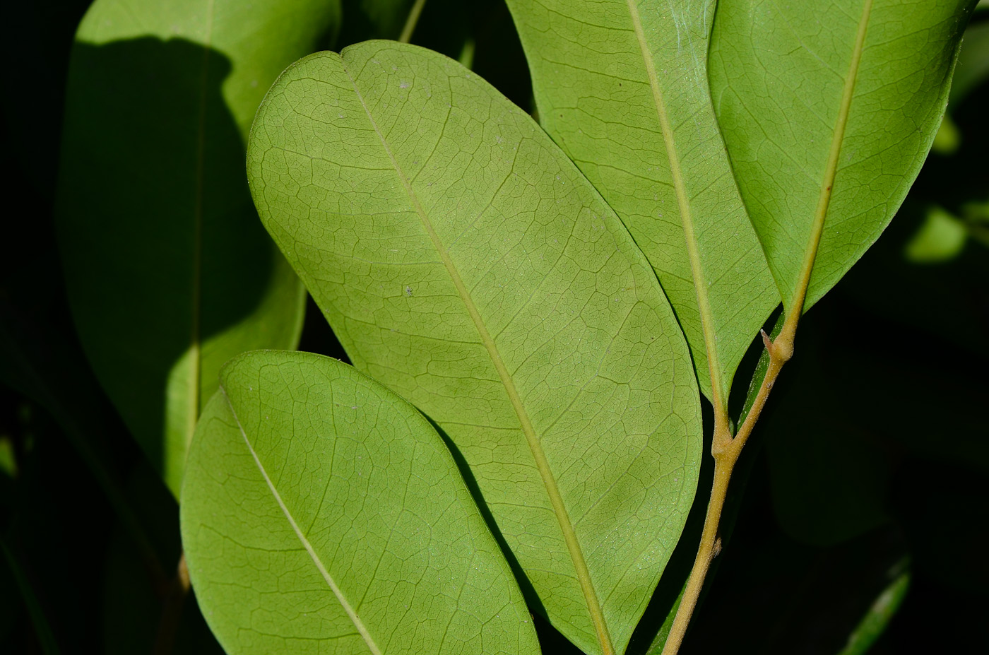 Изображение особи Cupaniopsis anacardioides.