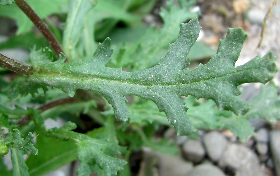 Image of Senecio vulgaris specimen.