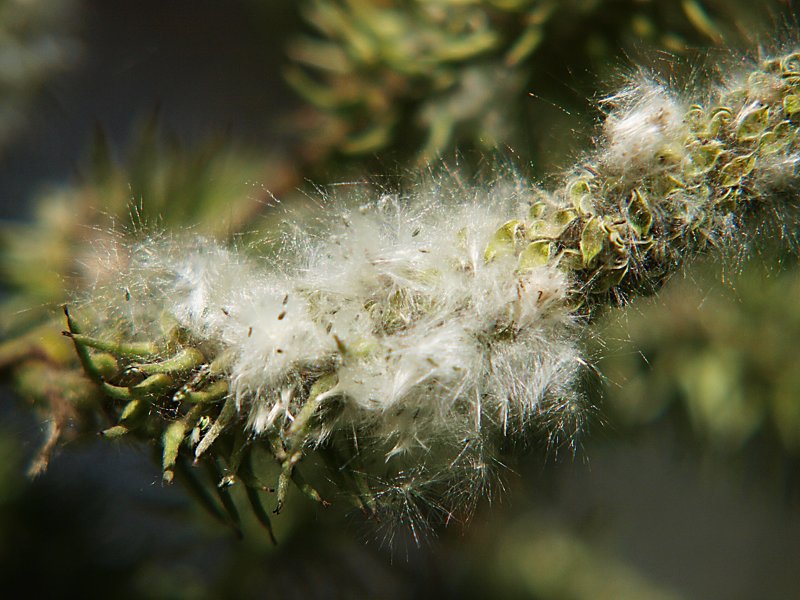 Image of Salix caprea specimen.