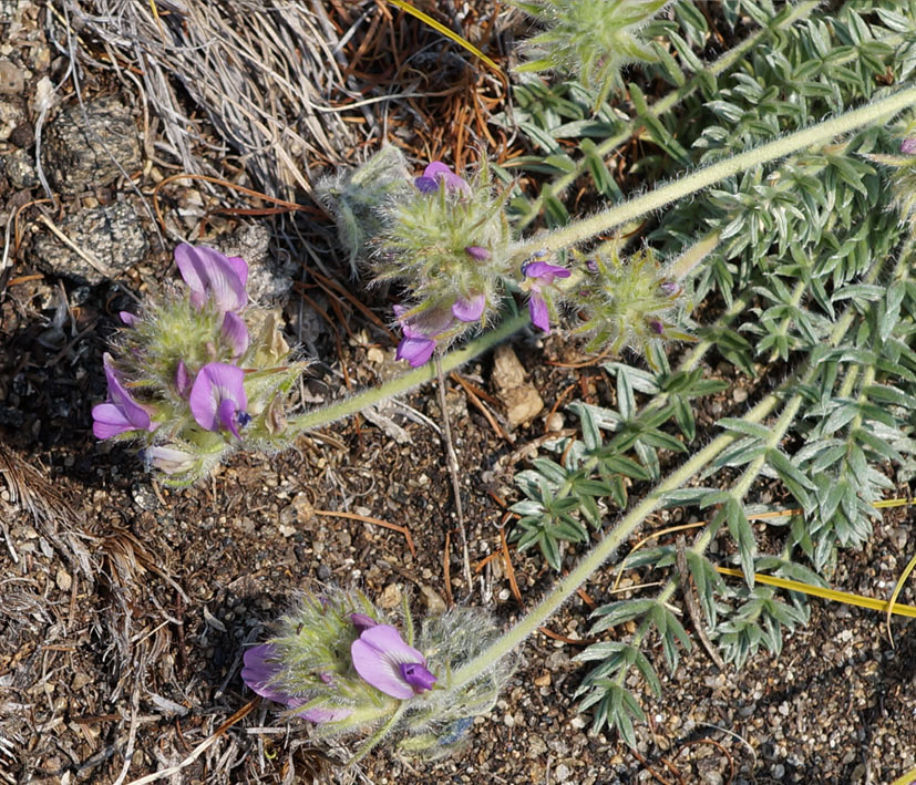 Изображение особи Oxytropis turczaninovii.