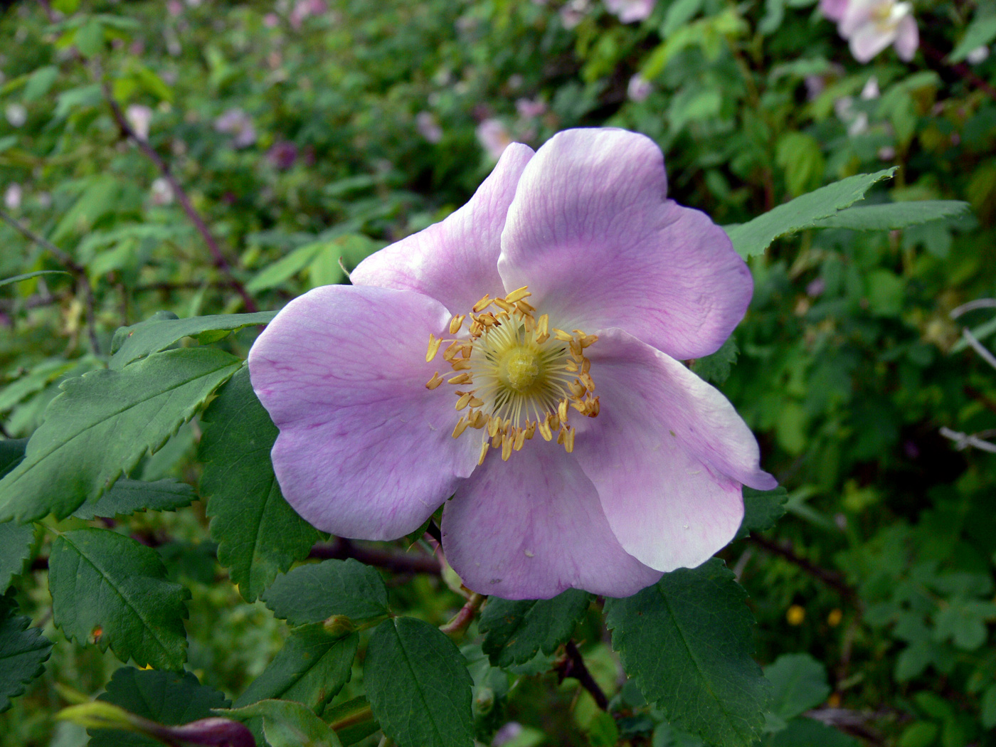 Image of Rosa acicularis specimen.