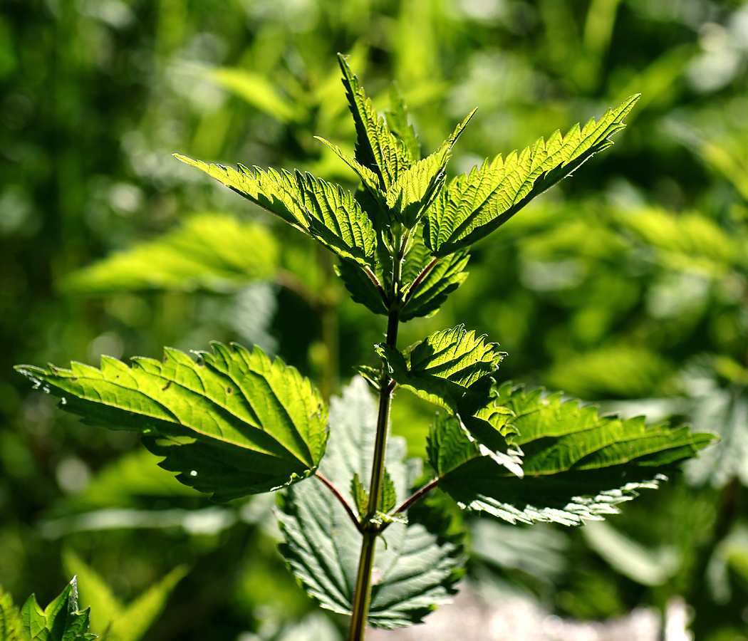 Image of Urtica dioica specimen.