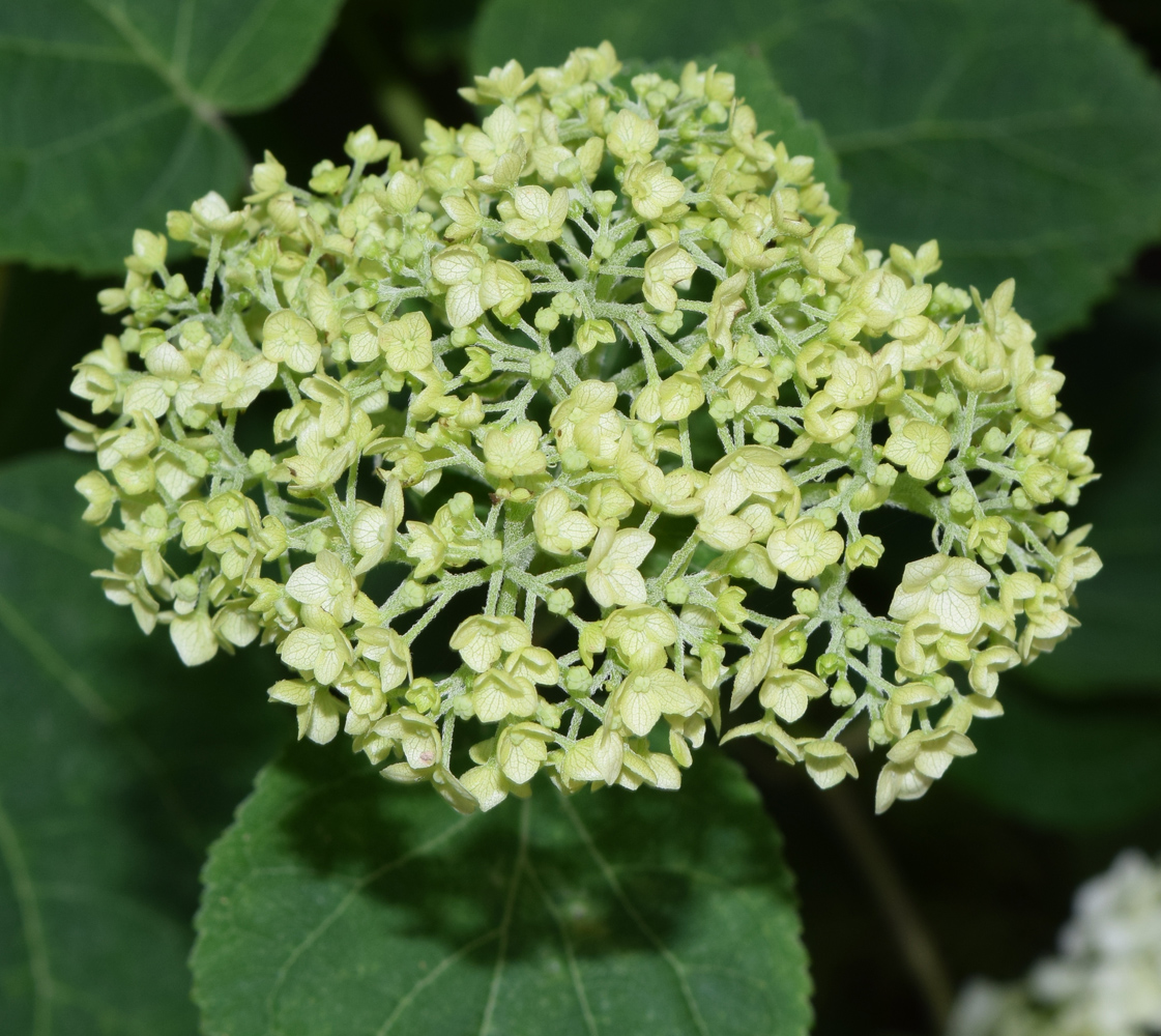 Image of Hydrangea macrophylla specimen.