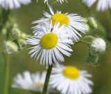 Erigeron annuus