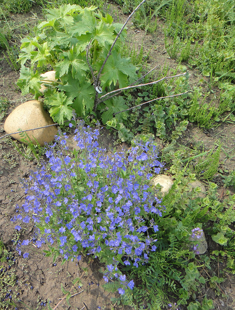 Image of Veronica krylovii specimen.