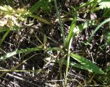 Смотреть изображение Allium decipiens