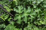 Heracleum sibiricum. Лист. Республика Адыгея, г. Майкоп, восточная окраина города, луговой участок между р. Гиага и кукурузным полем. 18.06.2016.