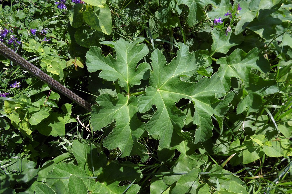 Image of Heracleum sibiricum specimen.