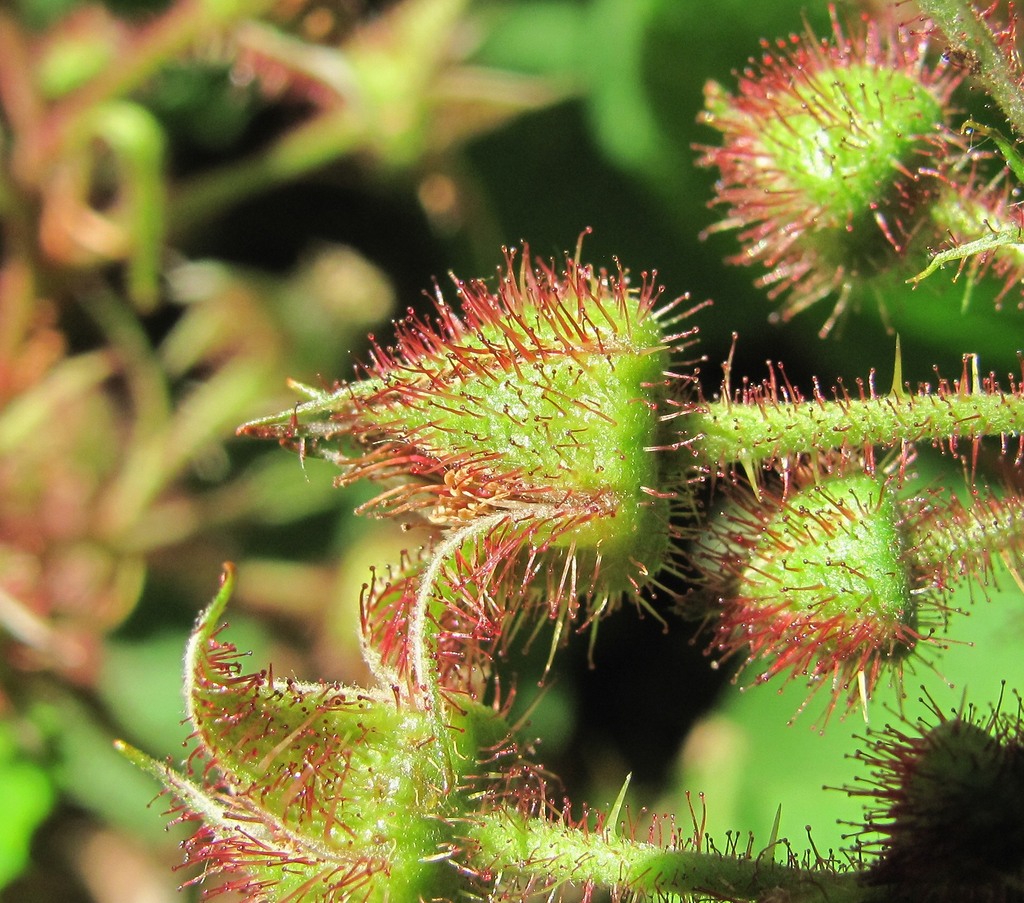 Image of Rubus hirtus specimen.